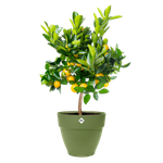 vibia campana 40cm moss green